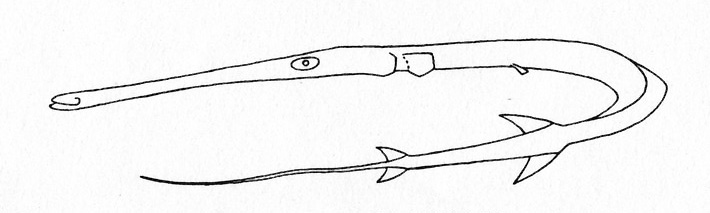 Representative of the family Fistulariidae (Gosline & Brock, 1960, fig. 42)